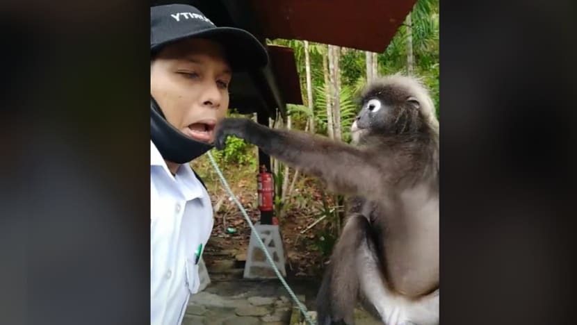 Pengawal keselamatan di Malaysia jadi viral selepas video TikTok bersama monyet tular