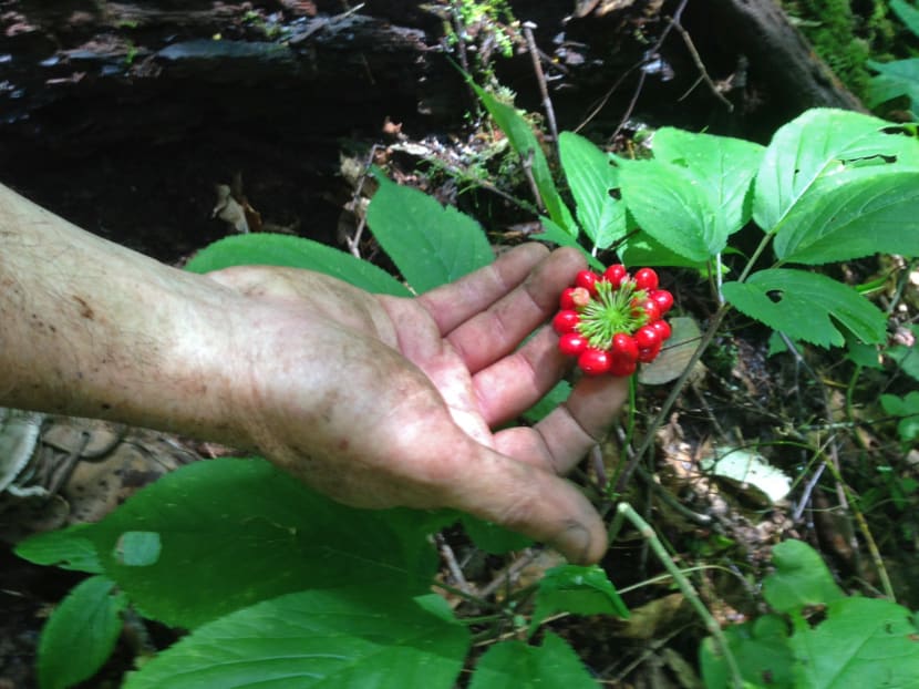 Mr Jim Hamilton, an Watauga County agriculture extension holds a wild ginseng plant in a forest area near Bryson City, North Carolina. Photo: AP