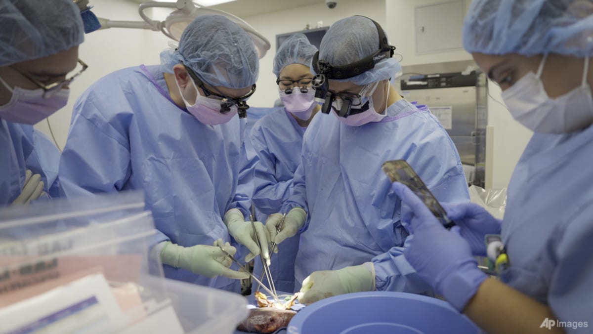 US surgeons report longest successful pig-to-human kidney transplant US surgeons report longest successful pig-to-human kidney transplant