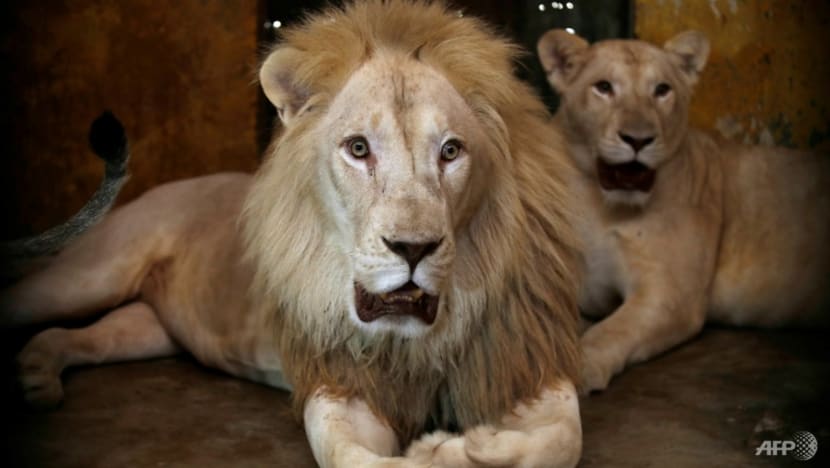 Baghdad zoo animals suffer as mercury hits 50 degrees Celsius