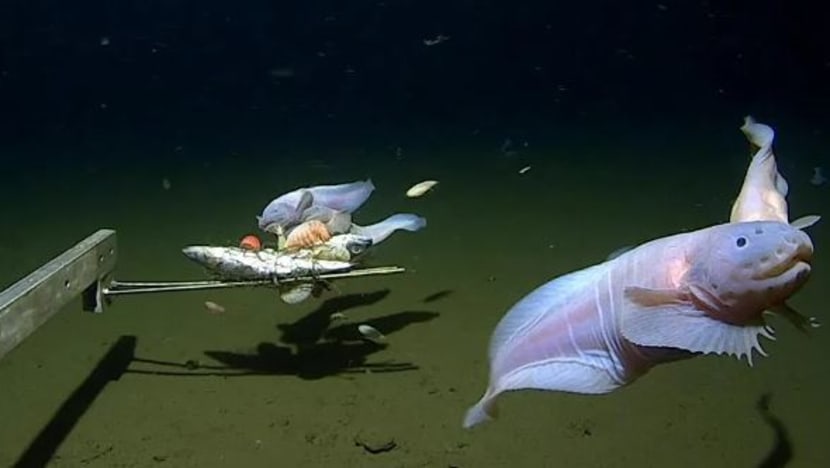 Deepest fish caught and filmed off Japan Deepest fish caught and filmed off Japan