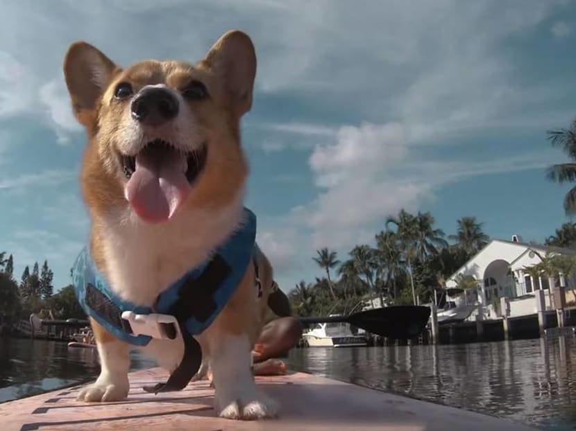 Puppy rescue and 'tea with naughty sheep': Airbnb adds animal-themed experiences Puppy rescue and 'tea with naughty sheep': Airbnb adds animal-themed experiences
