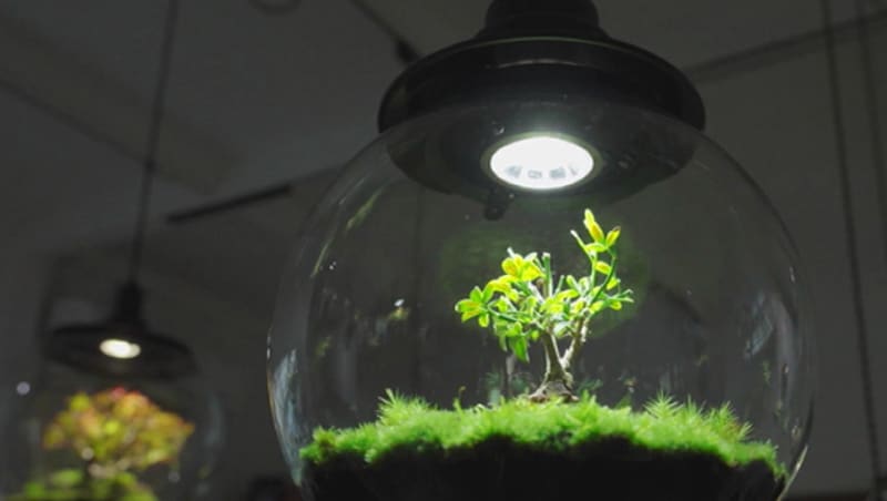 晨光|着眼天下：玻璃器皿培育苔藓 绿意盎然充满生机