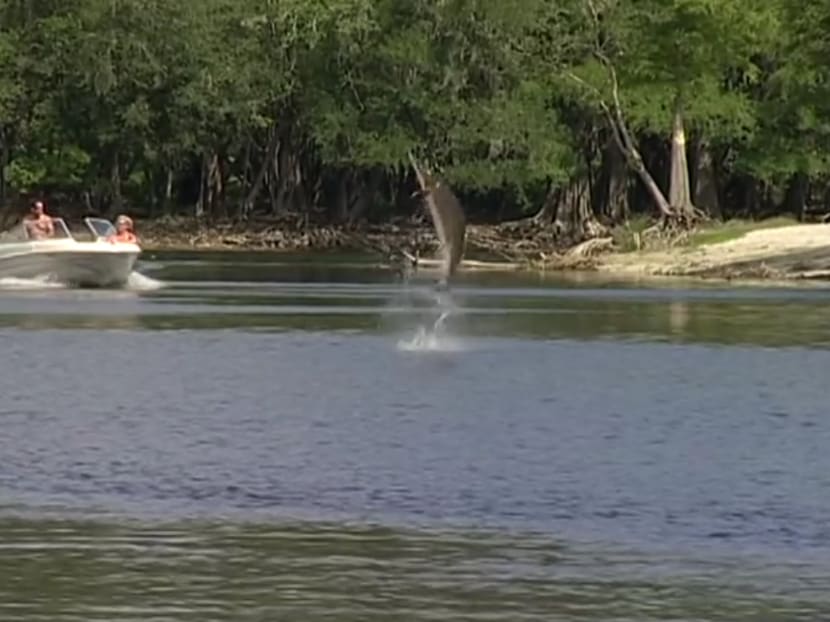 Screenshot of a jumping sturgeon on the Suwannee River, Florida. Credit: Florida Fish and Wildlife Conservation Commission/Youtube