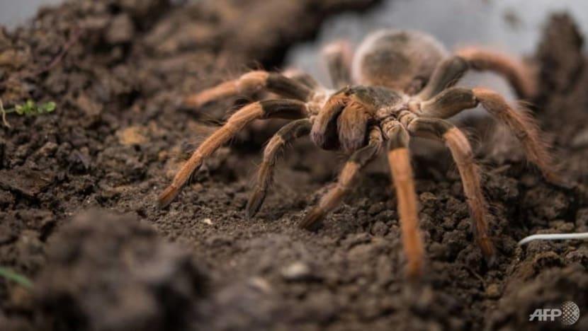 Man charged with keeping 7 tarantulas in Yishun flat, importing spiders from Malaysia