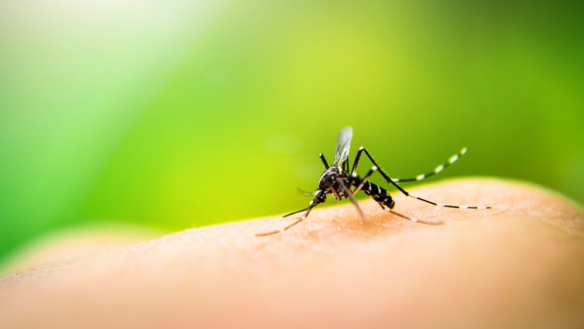 Are you a mosquito magnet? It could be the smell of your skin Are you a mosquito magnet? It could be the smell of your skin