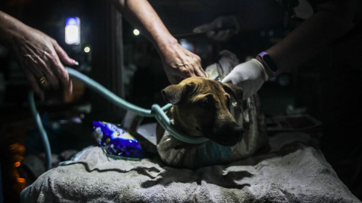 Sakit dan hamil: Anjing yang diselamatkan menyoroti perjuangan untuk mengakhiri perdagangan daging anjing di Indonesia