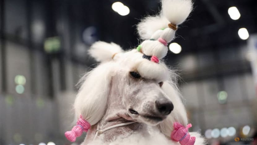 Who's top dog? Spain holds world contest