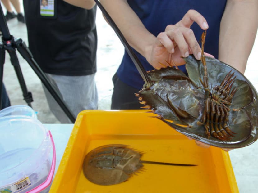 Some animals without backbones could be protected, but not illegal to kill mosquitoes and cockroaches Some animals without backbones could be protected, but not illegal to kill mosquitoes and cockroaches