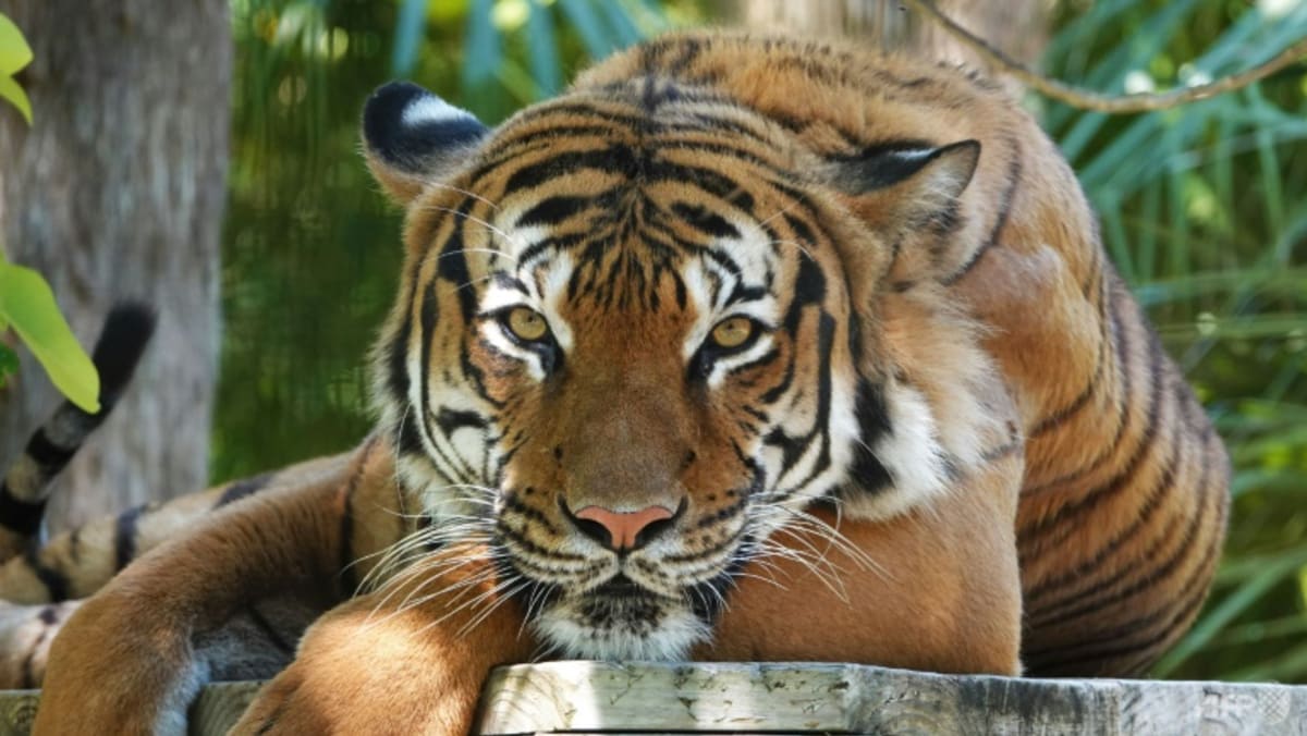 Tiger shot dead after biting worker's arm at Florida zoo