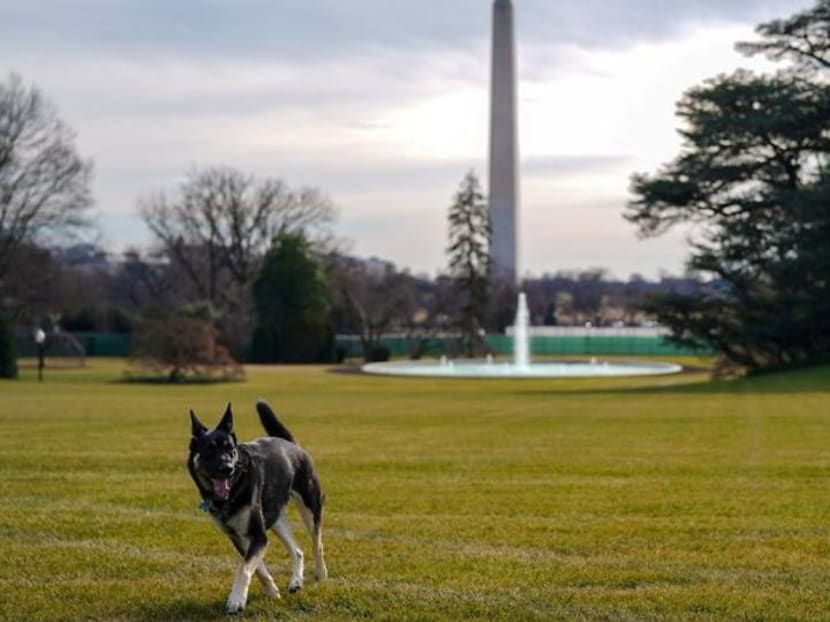 Biden says Major, his German Shepherd, is out of the dog house Biden says Major, his German Shepherd, is out of the dog house