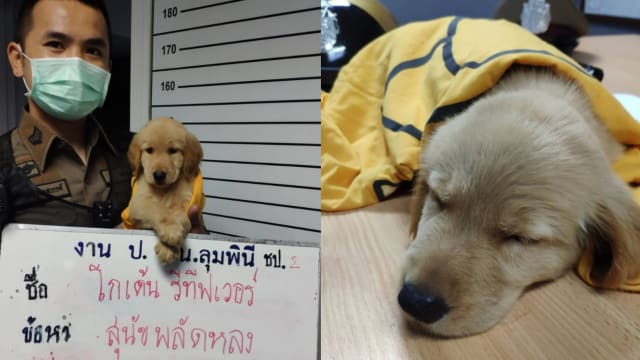 小黄金猎犬走失 泰国警察将它“扣留”公诸于世