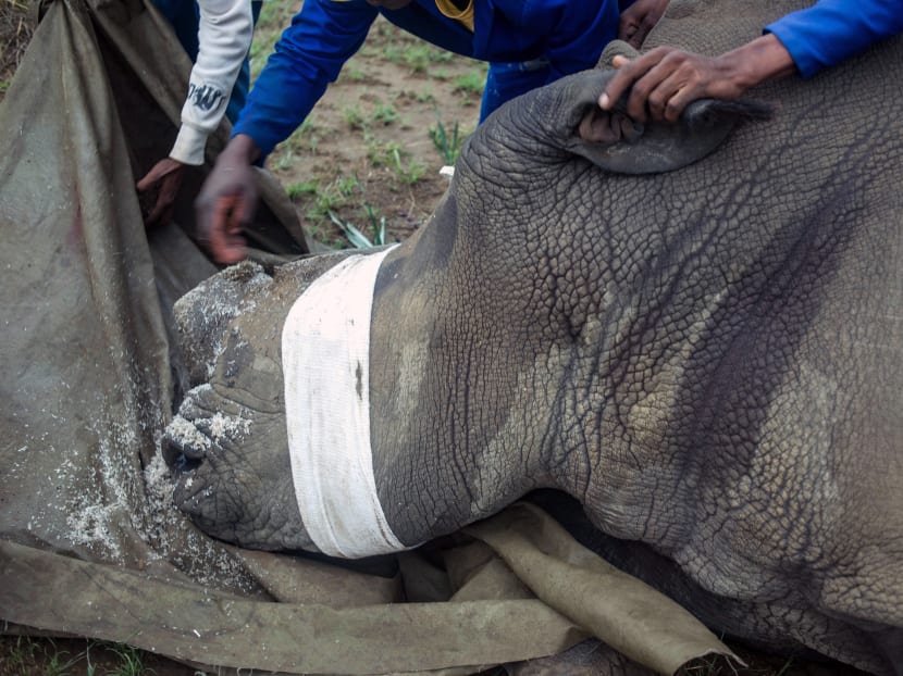 This file photo taken on Feb 03, 2016 shows rangers and farm workers dehorning a rhino by trimming part of his horn at John Hume's Rhino Ranch in Klerksdorp, in the North Western Province of South Africa. Photo: AFP