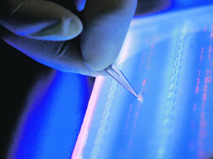A lab officer cuts a DNA fragment under UV light from an agarose gel for DNA sequencing as part of research to determine genetic mutation in a blood cancer patient in Singapore. AP file photo
