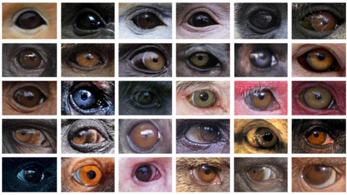 eye-colour-variation-in-primates-partly-due-to-lighting-differences-in-habitats-nus-study