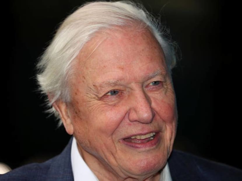 Chased by rhinos, killer bees for a TV show – what’s it like working with David Attenborough?