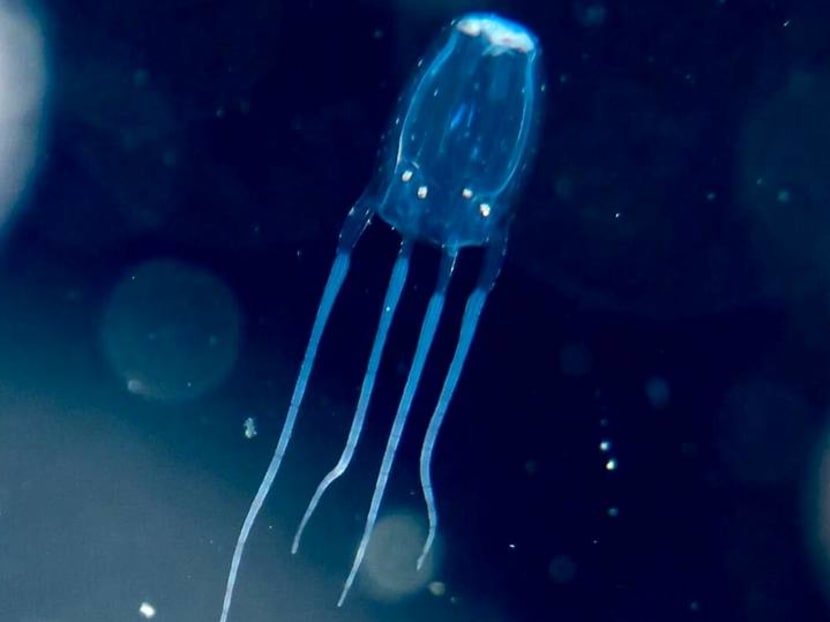 My real-life experience with jellyfish stings: What worked and what didn’t