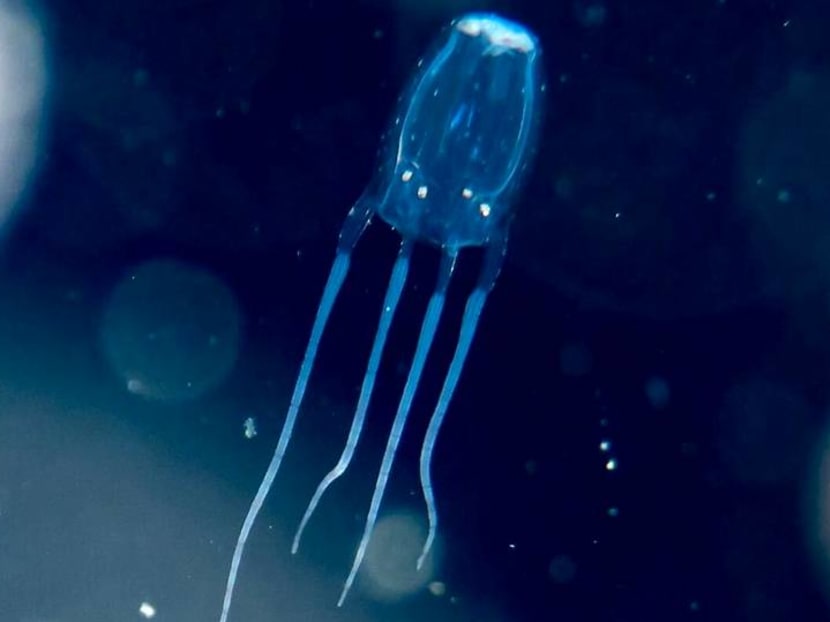 My real-life experience with jellyfish stings: What worked and what didn't