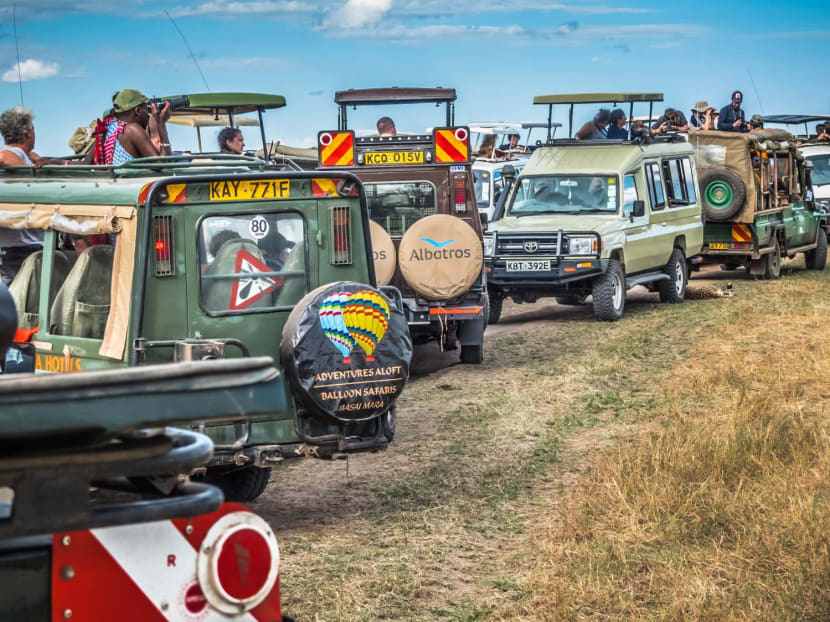 Post-pandemic aggressive tourism is killing big cats on safari tours Post-pandemic aggressive tourism is killing big cats on safari tours