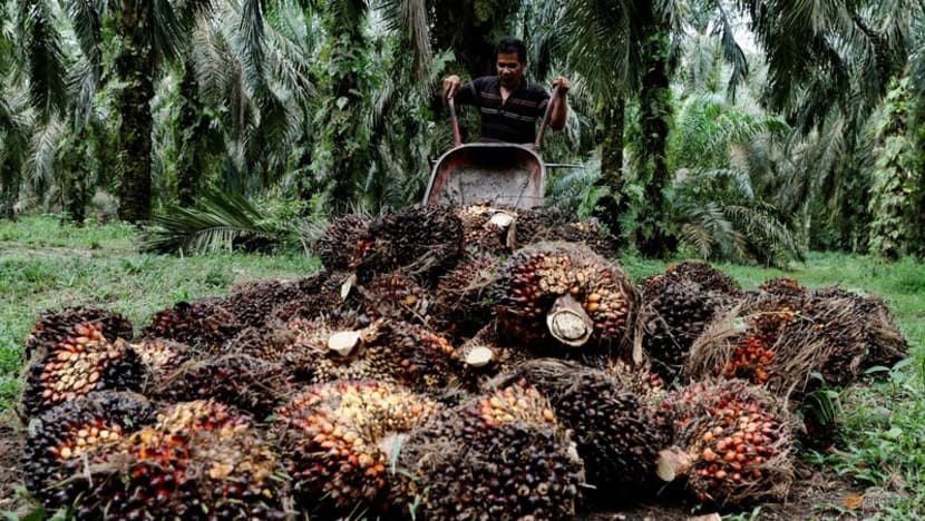 India's palm oil imports fall in July as soyoil jumps to record high India's palm oil imports fall in July as soyoil jumps to record high