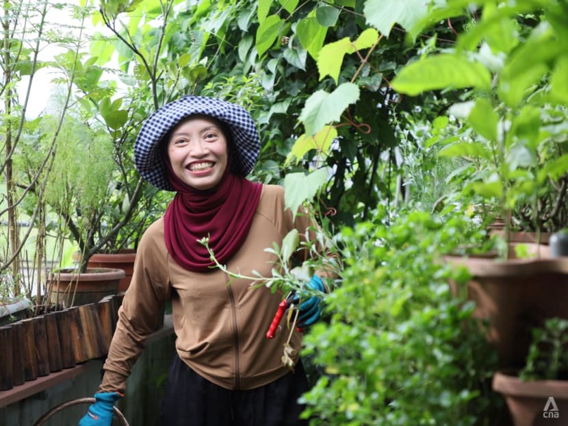 From Our Backyard: The family doctor and her favourite moringa tree that yields tasty and healthy dishes