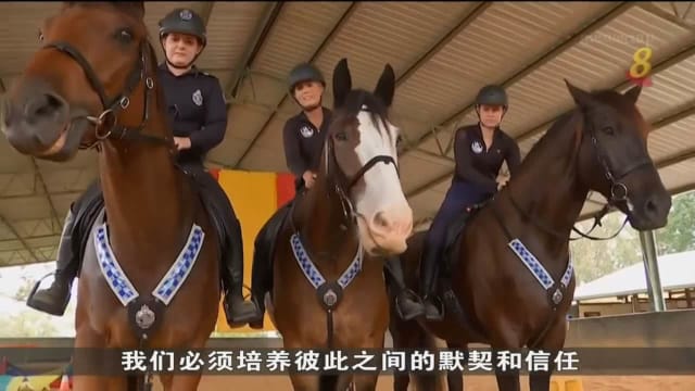 澳洲昆士兰警员坚守传统 骑马巡逻维持治安