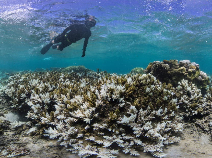 In this image released by The Ocean Agency/Reef Explorer Fiji, a snorkeler swims above coral that has bleached white due to heat stress, in Fiji. Photo: AP