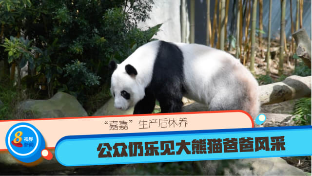 “嘉嘉”生产后休养 公众仍乐见大熊猫爸爸风采