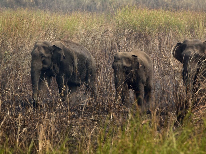 Gallery: Elephant habitats shrink in India as encroachments increase
