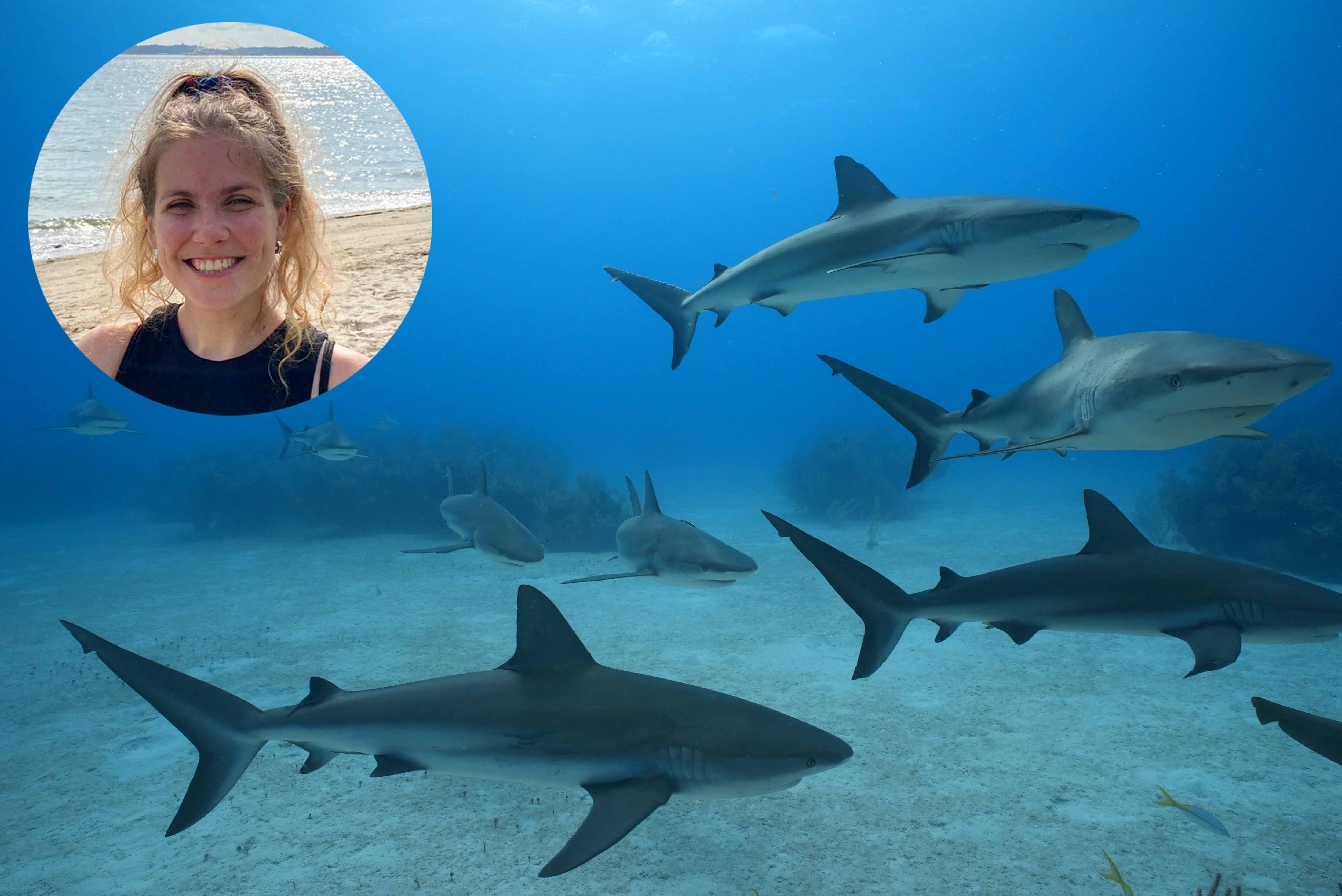 What Is A Good Shark Documentary? We Ask A Marine Scientist (Who Is Also A Pro Wrestler) What Is A Good Shark Documentary? We Ask A Marine Scientist (Who Is Also A Pro Wrestler)