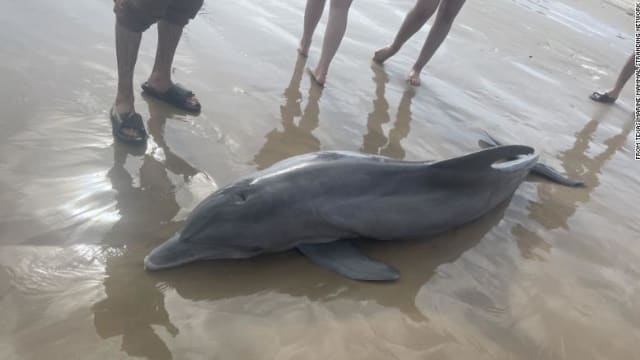 患病搁浅在美国海滩的海豚 疑因遭海滩游客骚扰致死