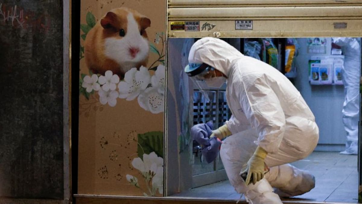 Satu hamster Hong Kong yang menyerah dites positif COVID-19 saat penguncian kota tumbuh