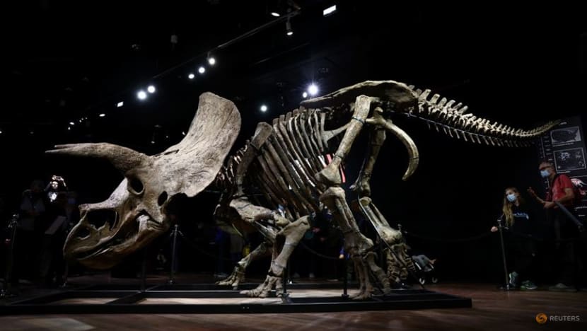 Remains of 'Big John', largest known triceratops, fetch nearly US$8 million Remains of 'Big John', largest known triceratops, fetch nearly US$8 million
