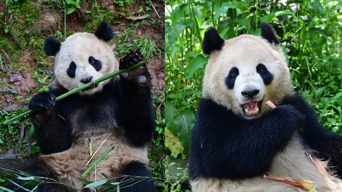 中国把大熊猫“云川”和“鑫宝”租借美国动物园十年