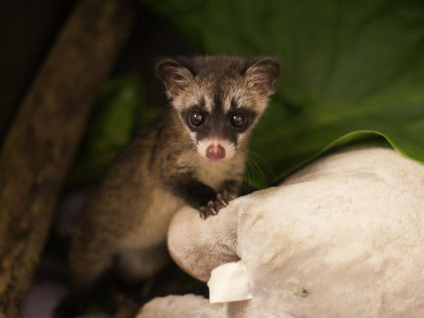 Seen more civets in Singapore recently? Experts say it could be a good  thing - TODAY