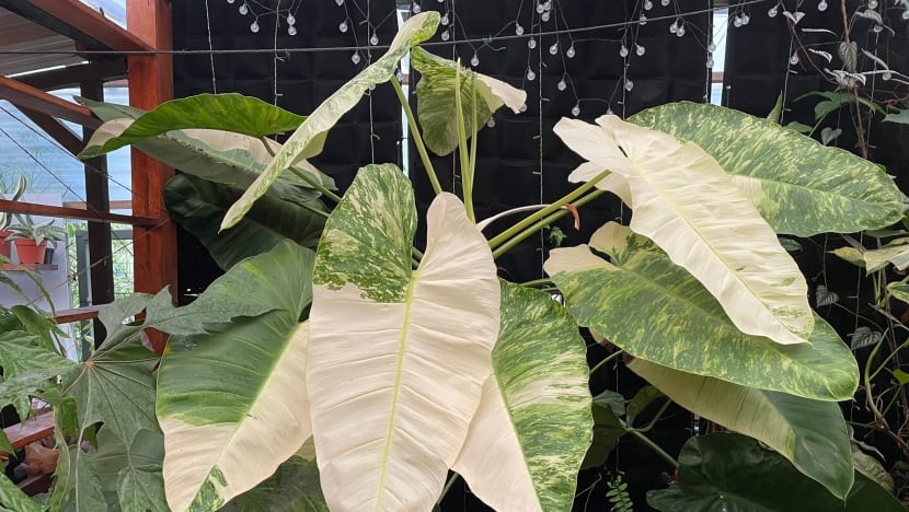 BERITA+: Apabila flat HDB menjadi kebun dengan lebih 100 jenis pokok... BERITA+: Apabila flat HDB menjadi kebun dengan lebih 100 jenis pokok...