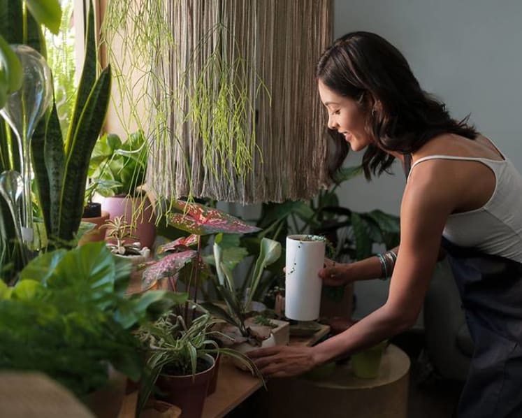S$40,000 for a single plant? How much Singaporeans are splurging on their hobby