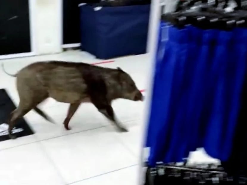 Several video clips and photos showing a pig roaming inside a sports shop in Alamanda went viral on social media. Several video clips and photos showing a pig roaming inside a sports shop in Alamanda went viral on social media.