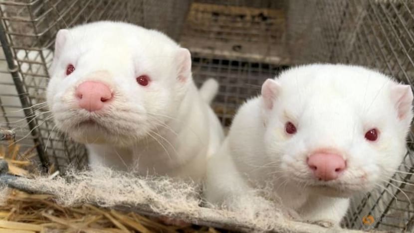6 countries reported COVID-19 in mink farms, say WHO 6 countries reported COVID-19 in mink farms, say WHO