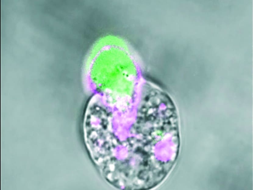 A screen capture of the video taken by University of Virginia scientists showing the parasite Entamoeba histolytica destroying a human cell.