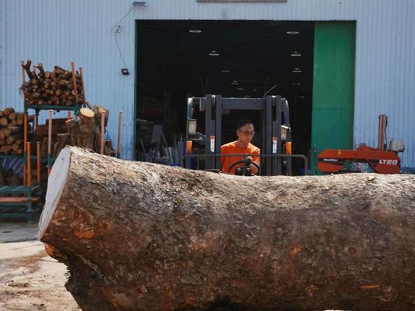 Not all deadwood: Furniture fashioned from Hong Kong tree waste Not all deadwood: Furniture fashioned from Hong Kong tree waste