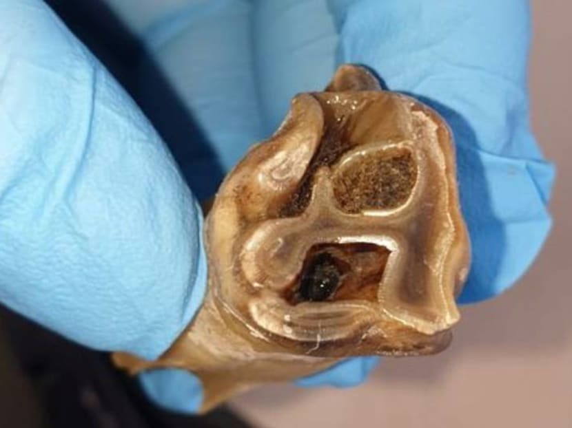 Woolly rhino remains found in melting Siberian permafrost Woolly rhino remains found in melting Siberian permafrost