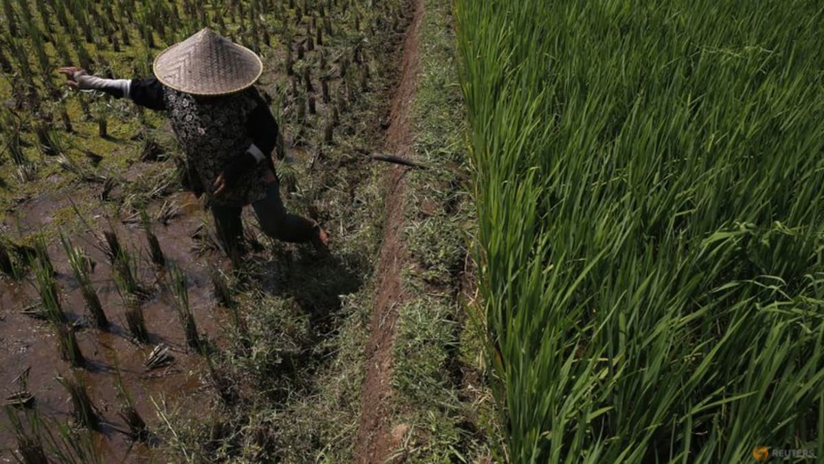 Fertiliser shortage pushes Indonesia to seek natural alternatives made from animal waste