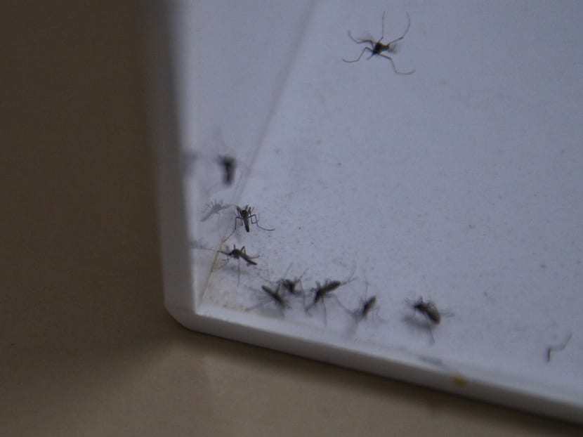 When Wolbachia-infected male mosquitoes mate with female Aedes mosquitoes, they will produce eggs that do not hatch. Through this, NEA hopes to bring down the population of Aedes mosquitoes to prevent the spread of dengue.