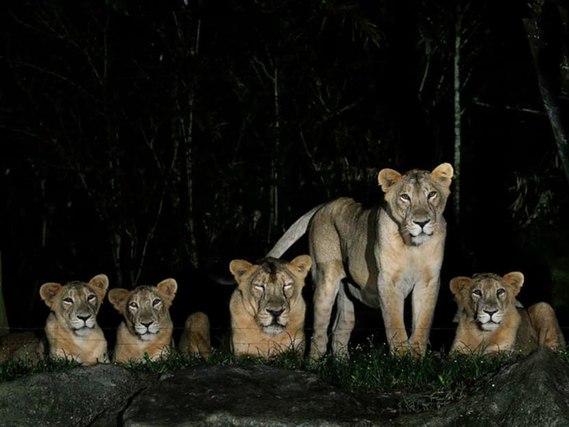 Asiatic lions at the Night Safari. Asiatic lions at the Night Safari.