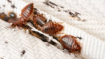 Bedbugs In Europe: What To Pack To Avoid Bedbugs On Your Travels