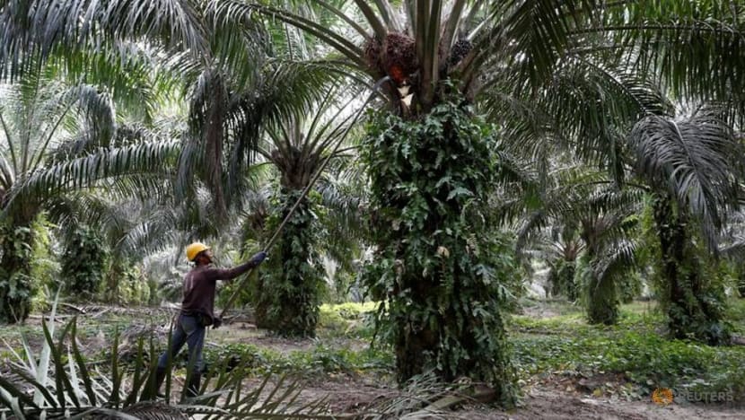 Malaysia's FGV disappointed with US ban on its palm oil products