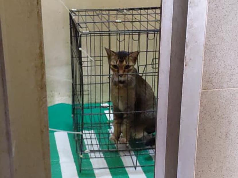 The cat was placed at a bin centre as a "temporary transit point”, said Tampines Town Council.
