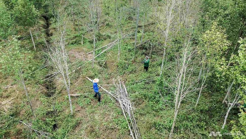 ‘Wood of the gods’ faces wipeout in northern Thailand as climate change cripples plantations