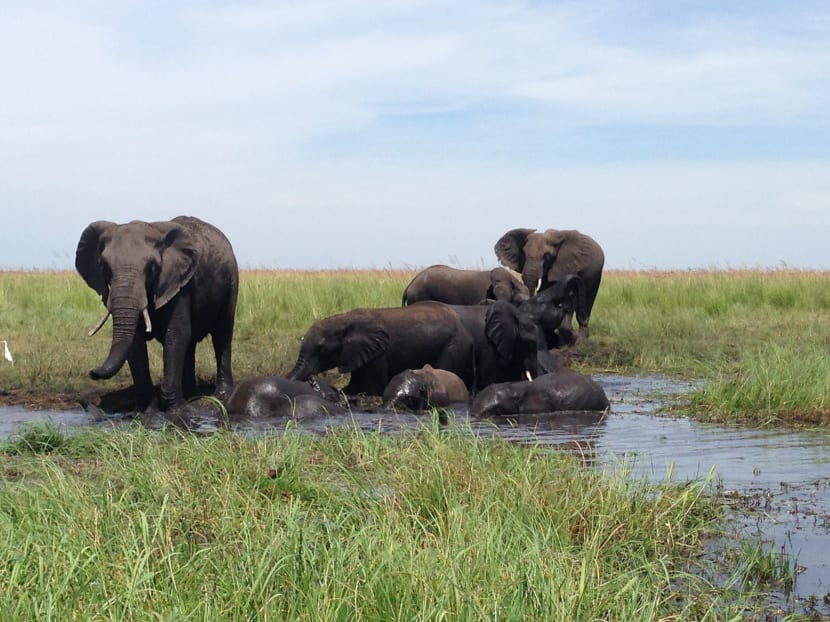 What to expect when on a safari trip in Africa